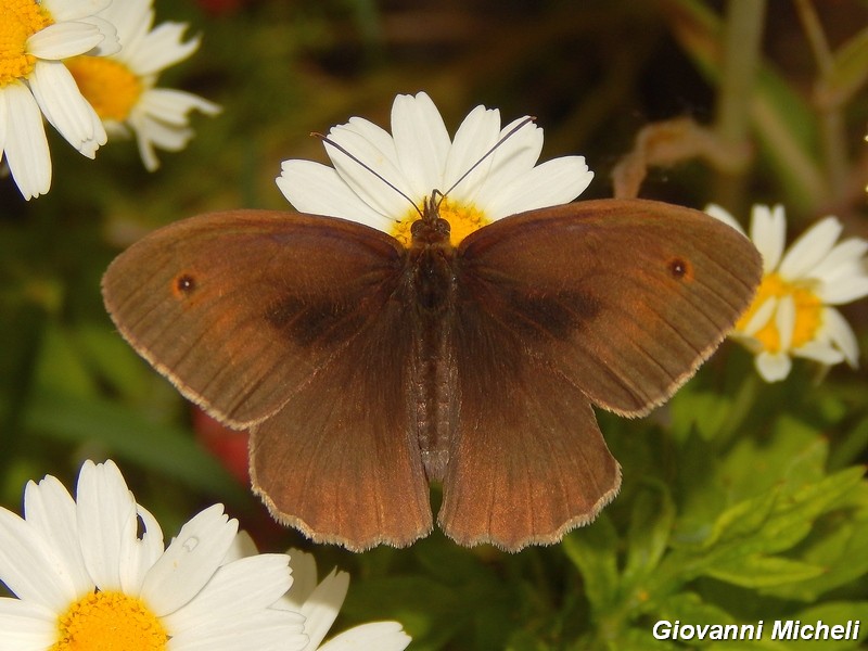 Maniola jurtina